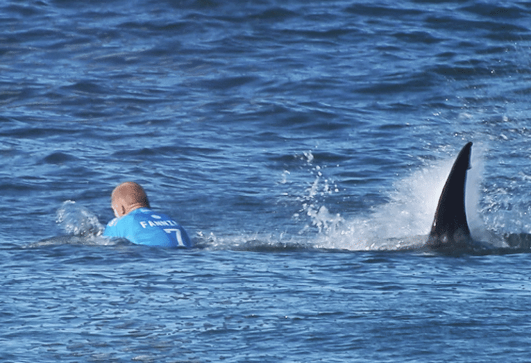 Fanning (left) and shark.